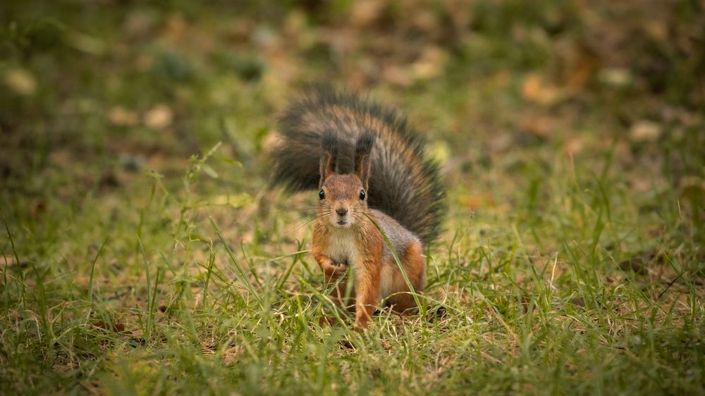 Photograph by Бравичева Анастасия