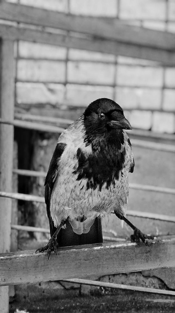 Photograph by Елена Бородулина