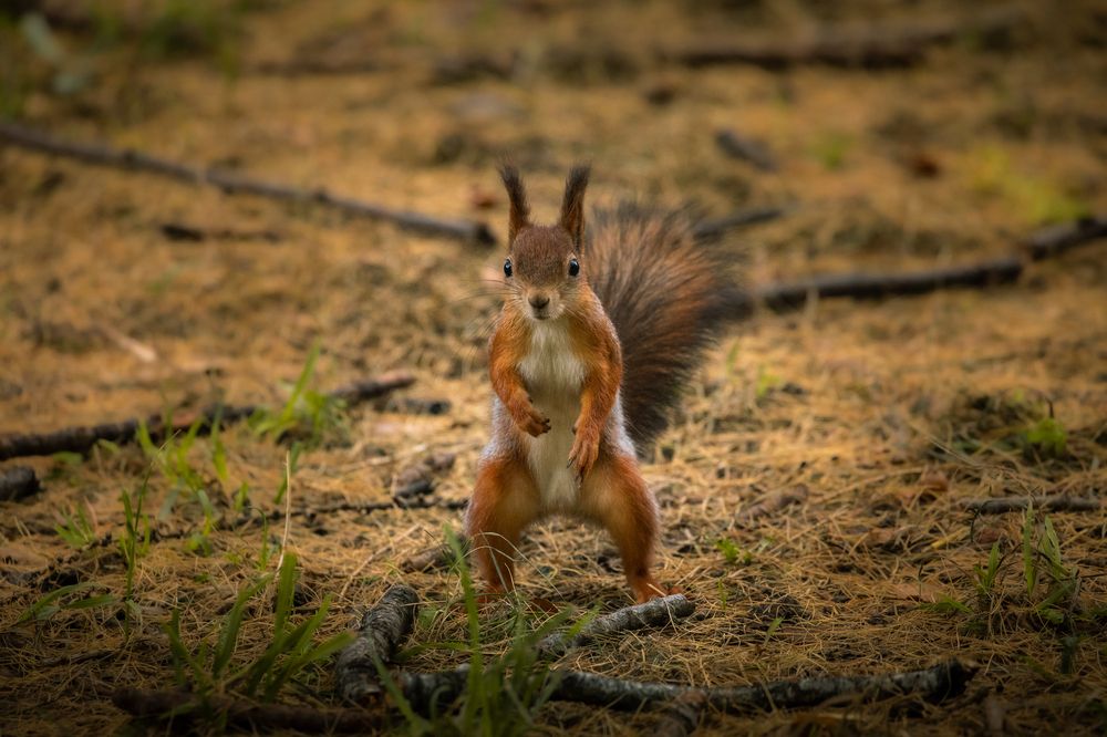 Photograph by Бравичева Анастасия