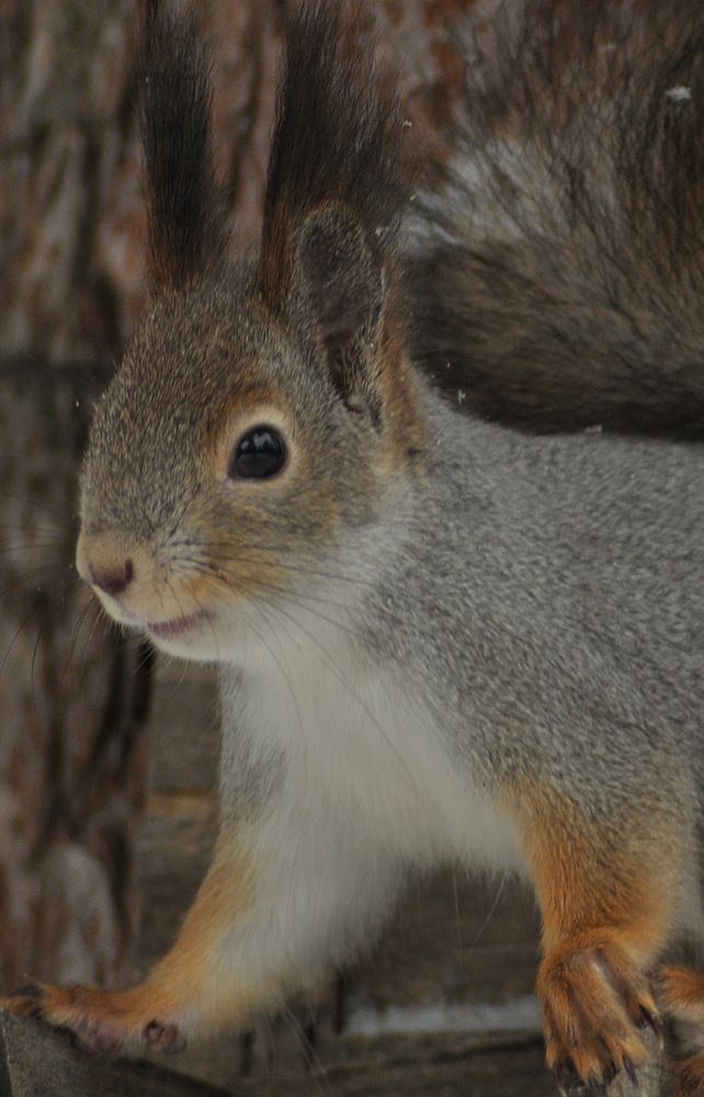 Photograph by Николай Леухин
