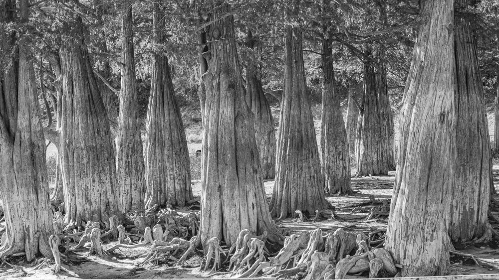 Фотография автора Александр Довганюк