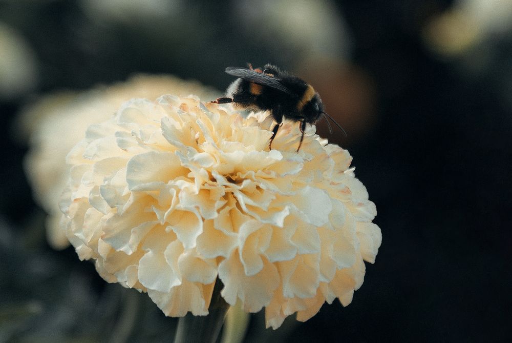 Photograph by Светлана Прокофьева