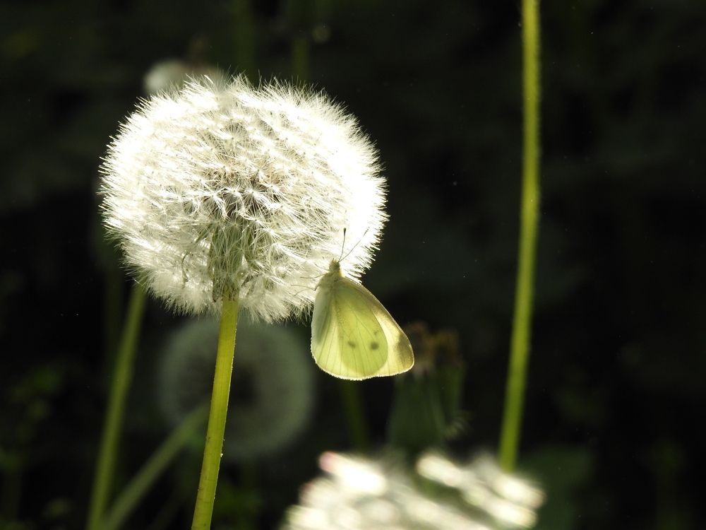 Фотография автора Shavkat Tojiyev