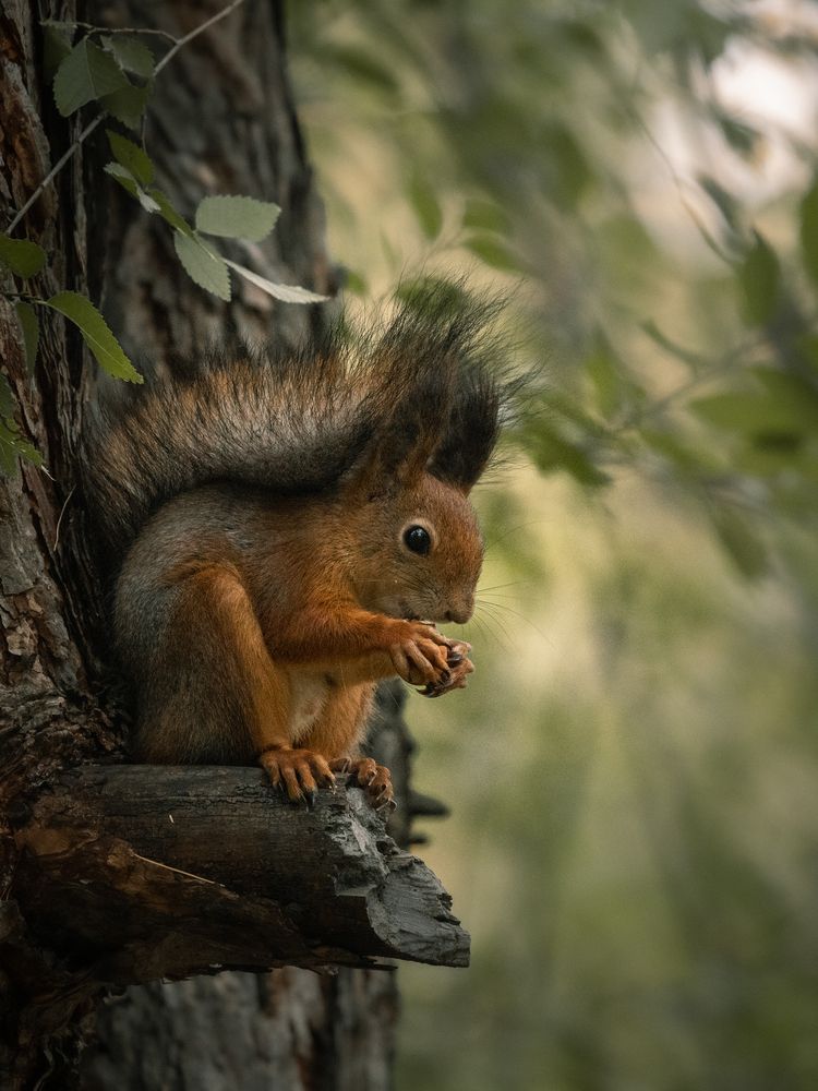 Photograph by Бравичева Анастасия