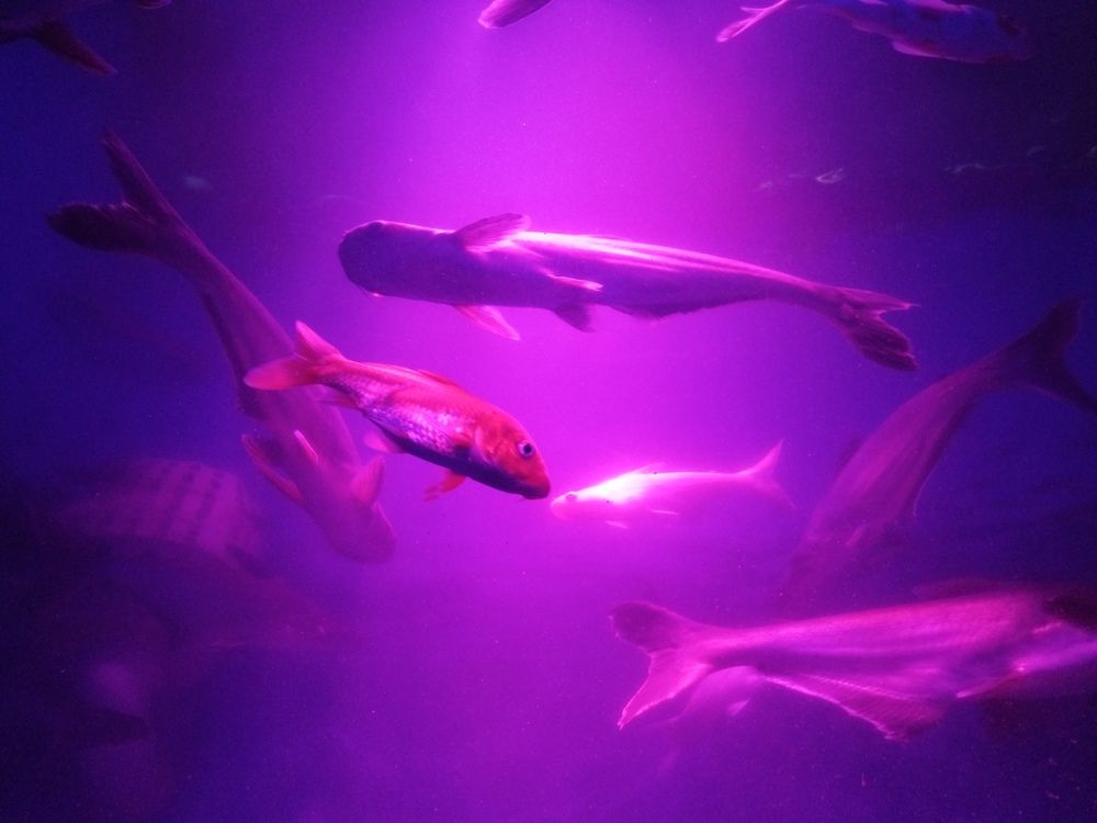 Photo #11956134
