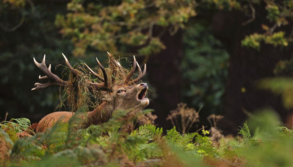 Photograph by Dimitar Nedelchev