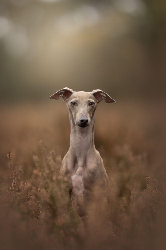 Фотография автора Lenne