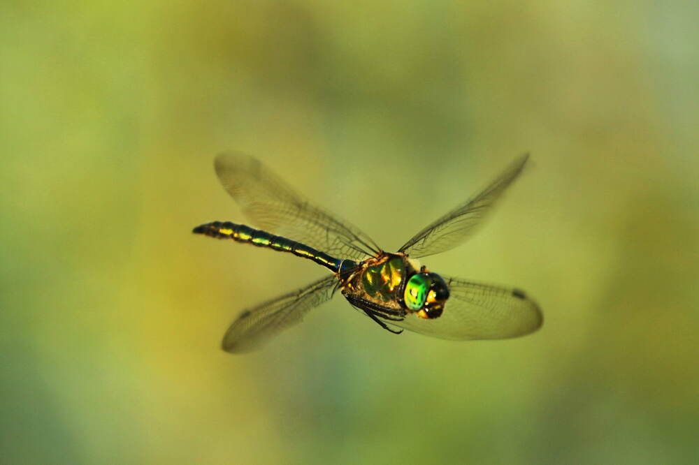 Photograph by Елена