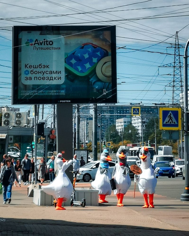 Городские утки