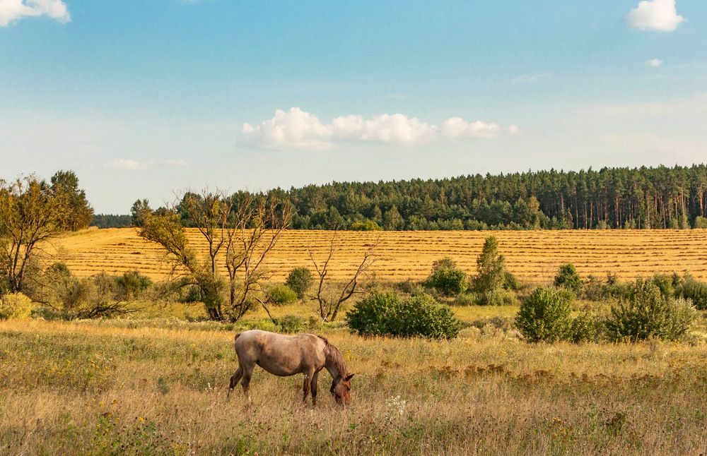Фотография автора Екатерина Счасная