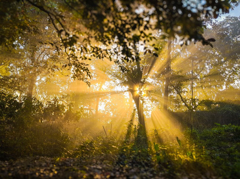 Фотография автора Subhankar Sarkar