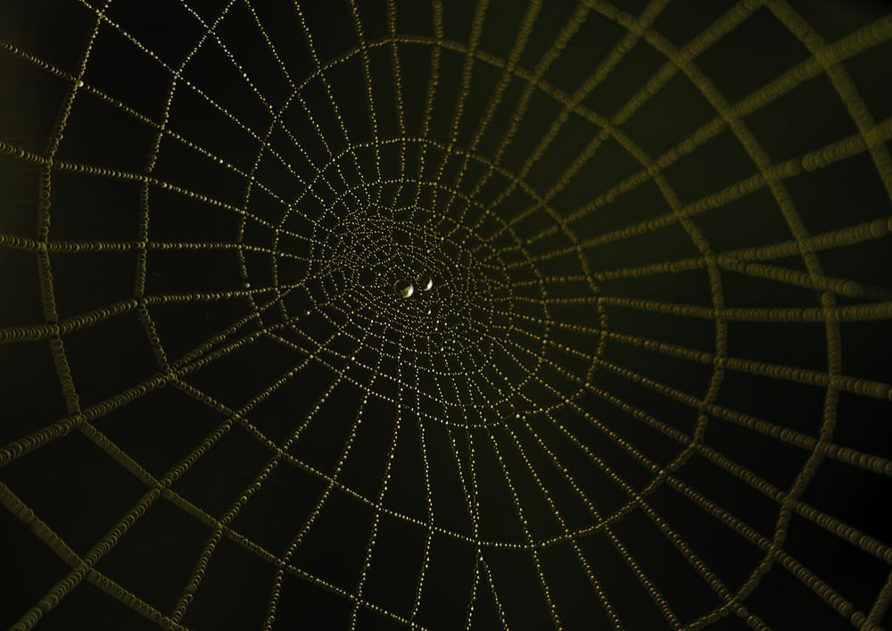 Роса на паутине