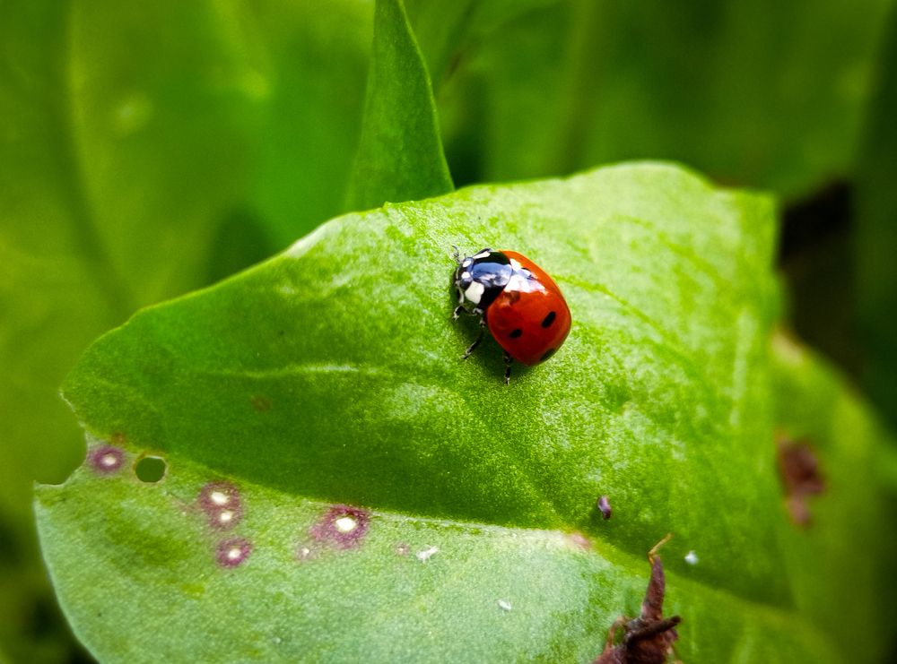 Photograph by Кристина Гоглева