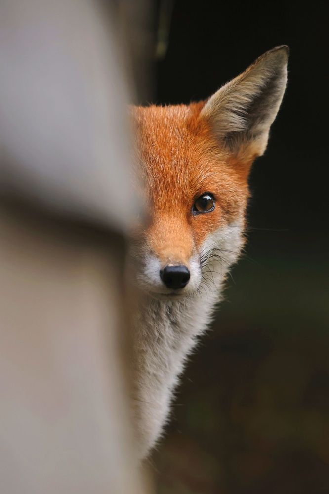 Photograph by Dimitar Nedelchev