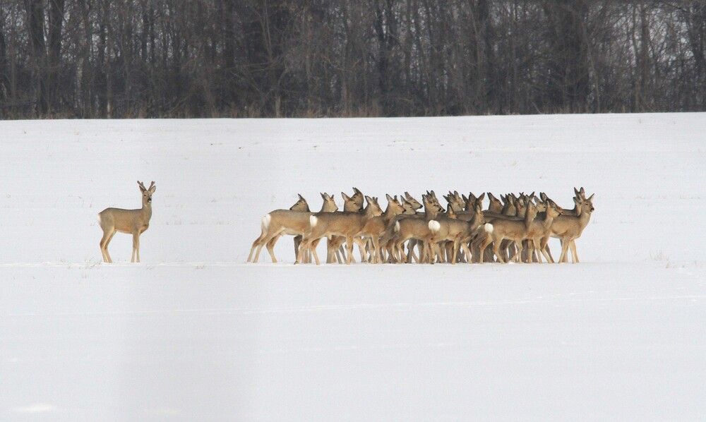 Фотография автора Татьяна Шебаршенко