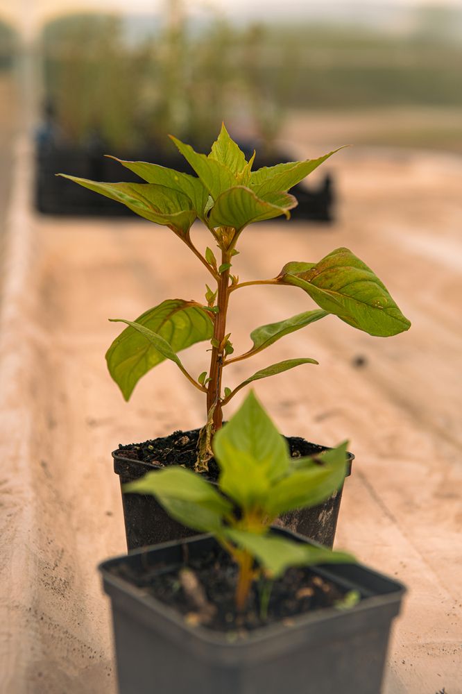 Фотография автора Екатерина Лапаева