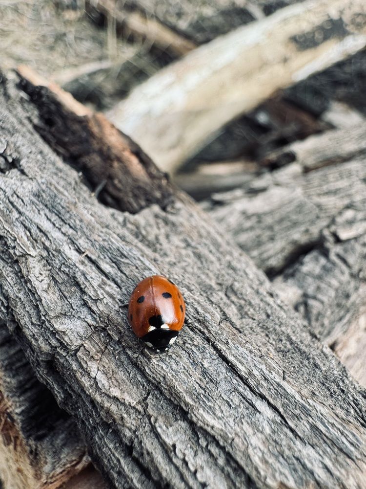 Photograph by Светлана Димитриенко