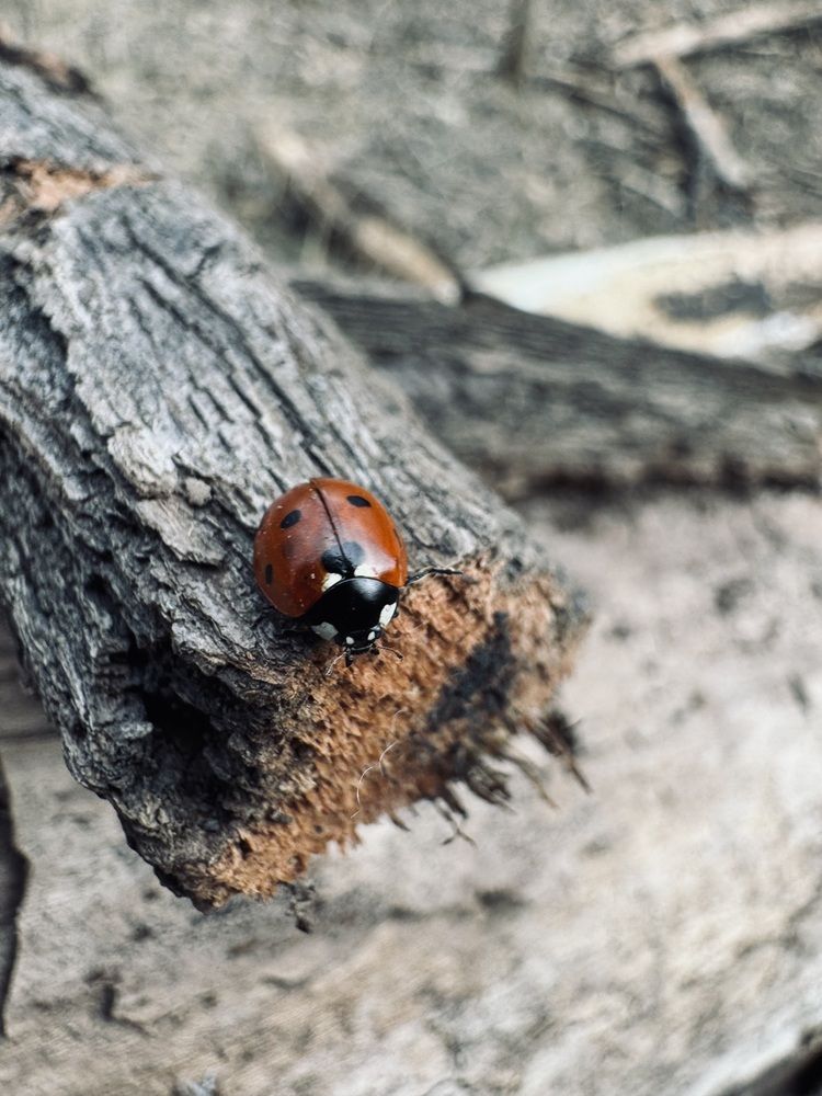 Photograph by Светлана Димитриенко