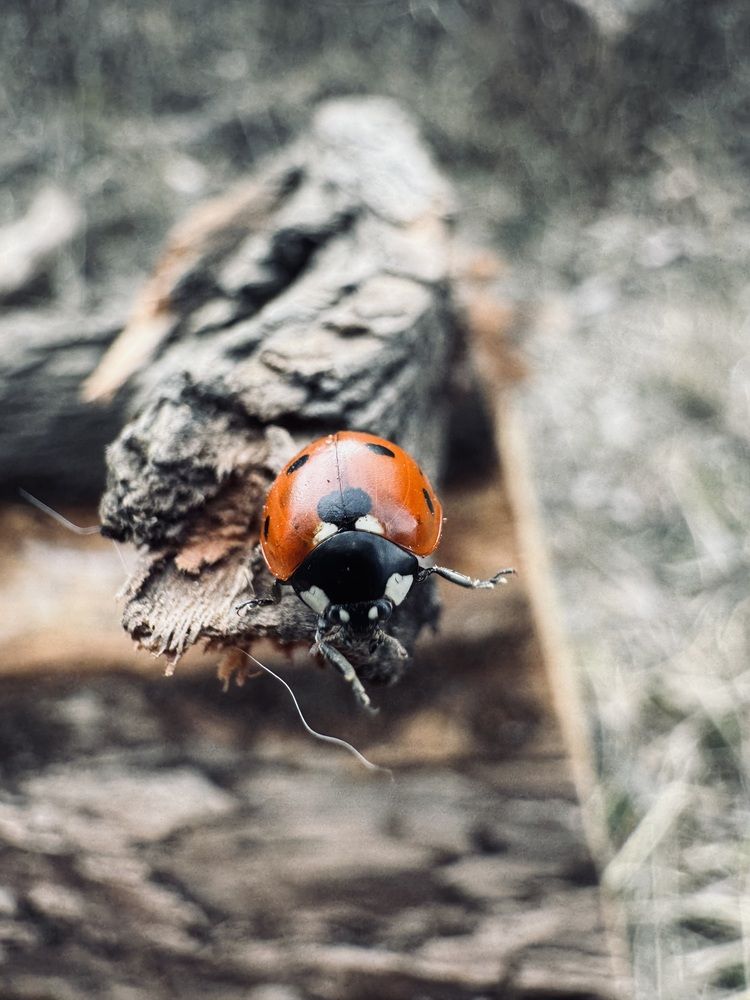 Photograph by Светлана Димитриенко