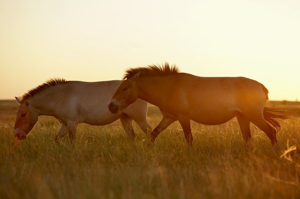 Przewalski's horses in steppes