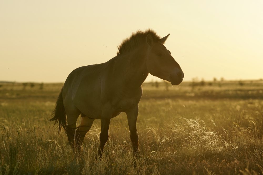 Przewalski's horse in steppes