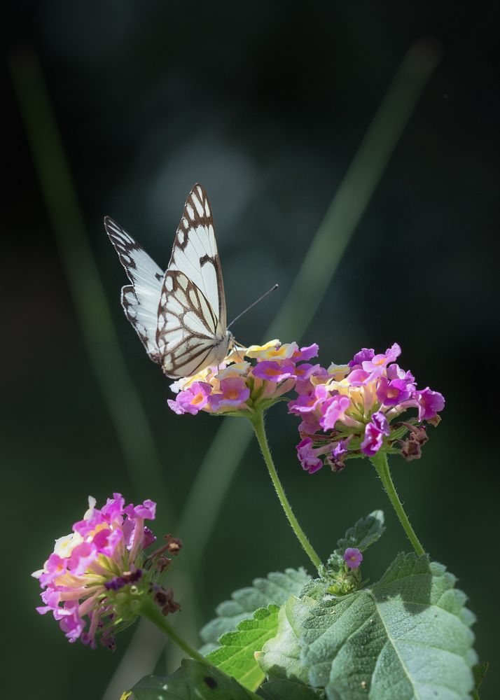 Photograph by Зоя Эль