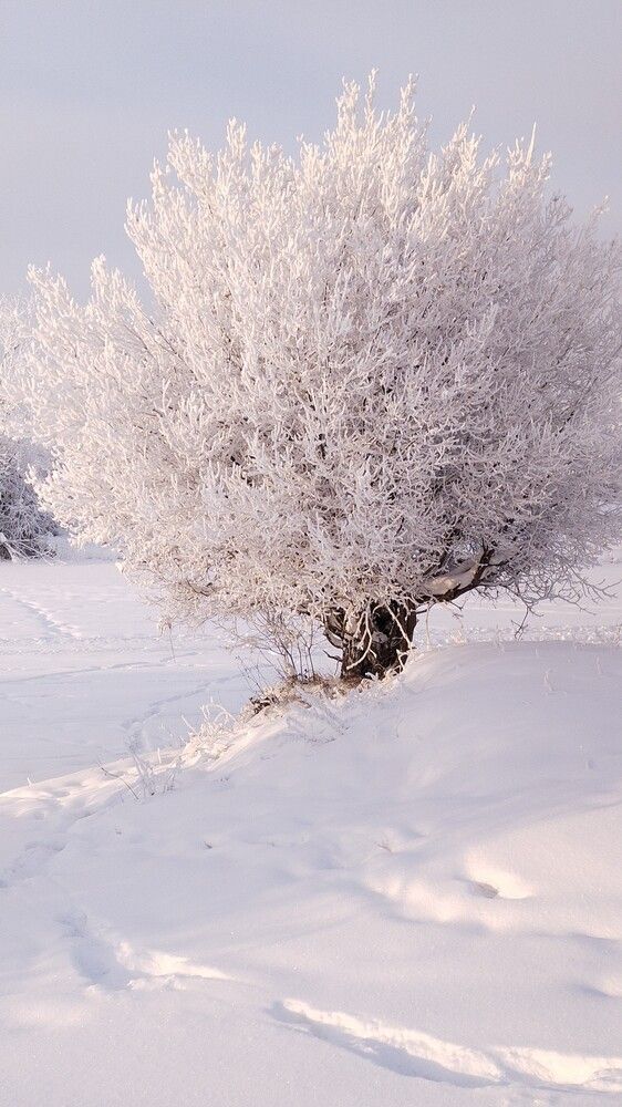 Photograph by Елена