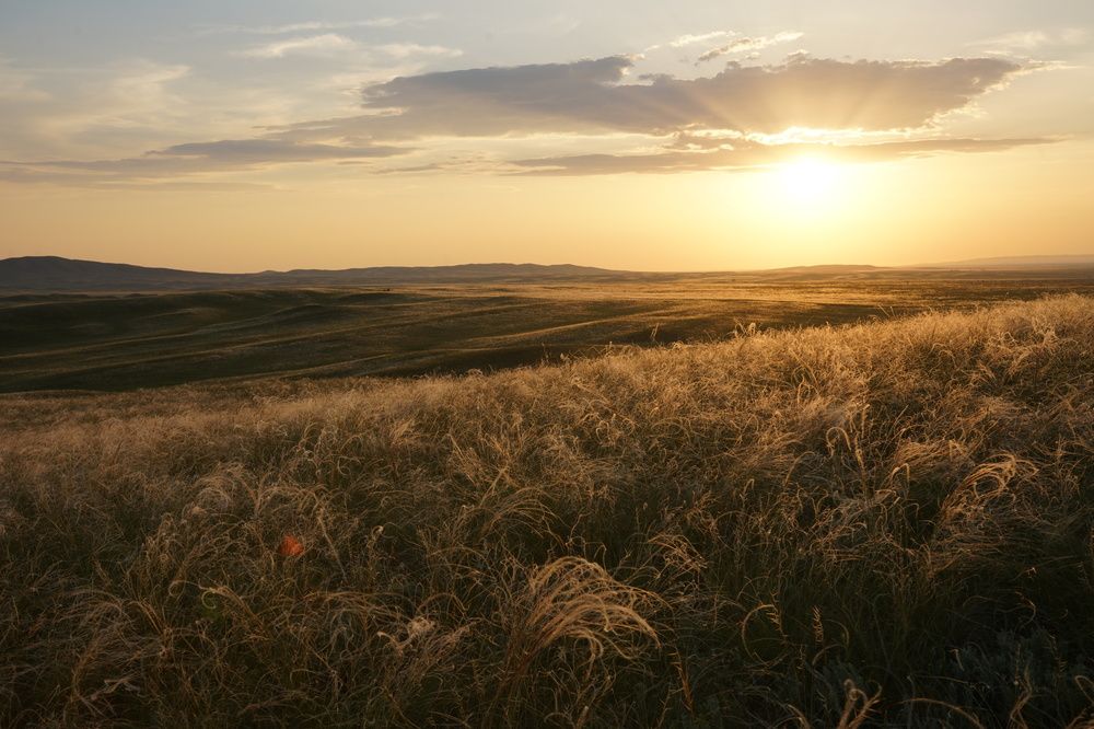 Feather-grass steppes