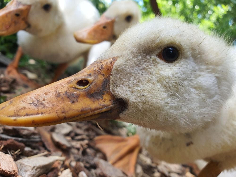 Photograph by Ульяна Митрофанова