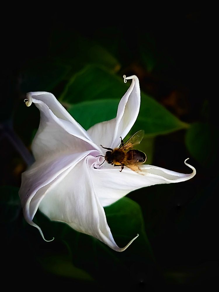 Photograph by Angelo Sab