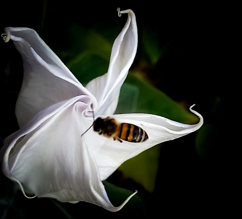 Photograph by Angelo Sab