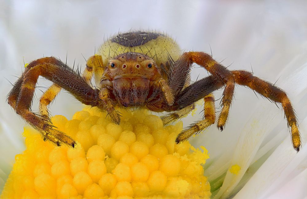 Synema globosum (Fabricius, 1775)