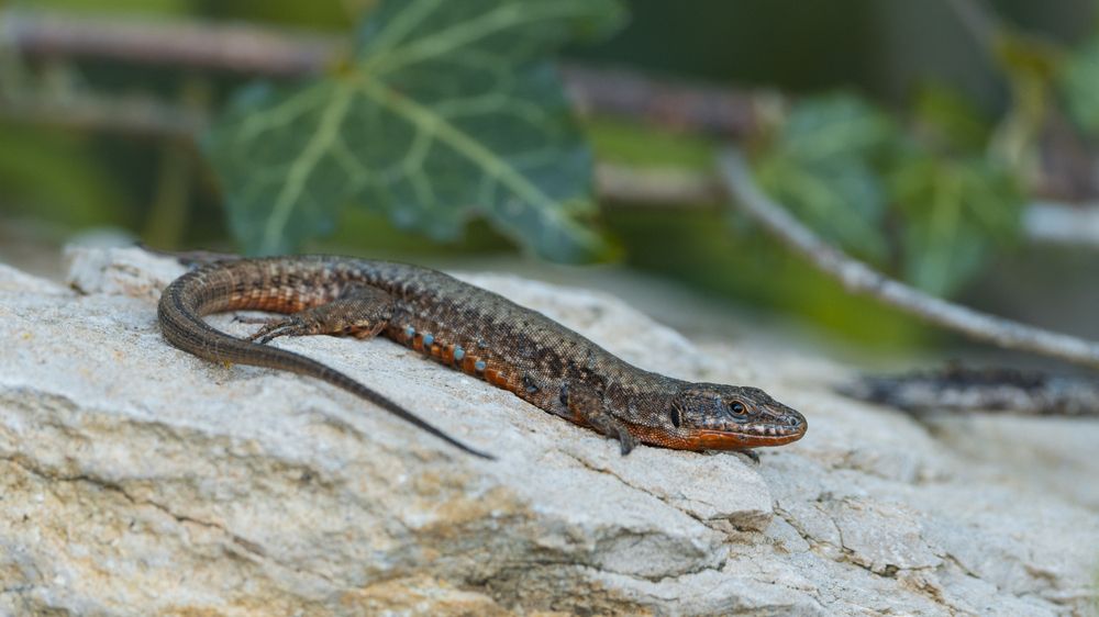 Photograph by Emanuele Zucchi