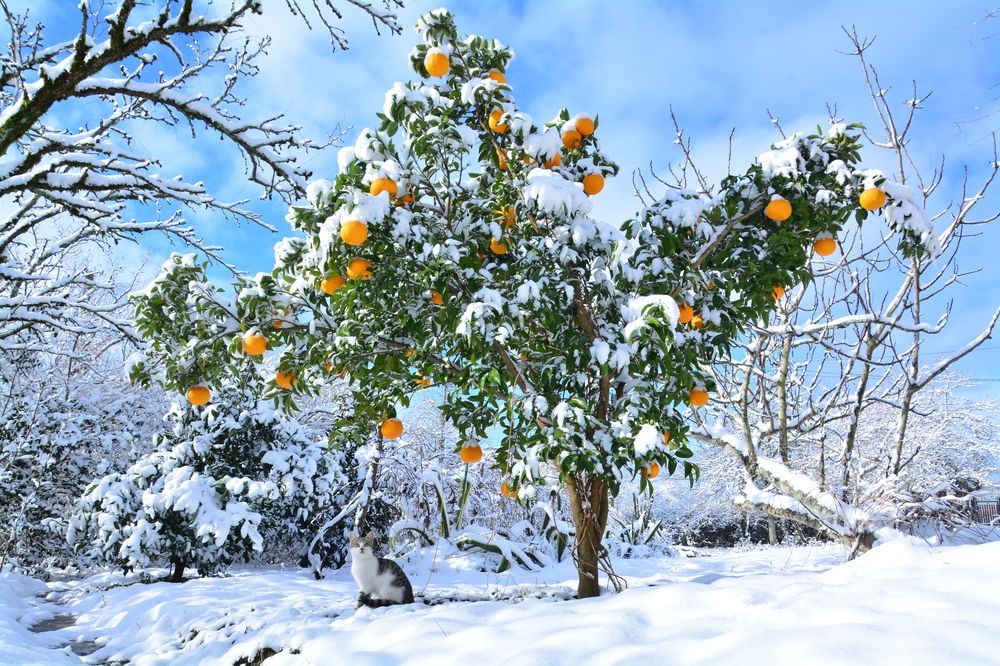 Photograph by Shota Gogoli