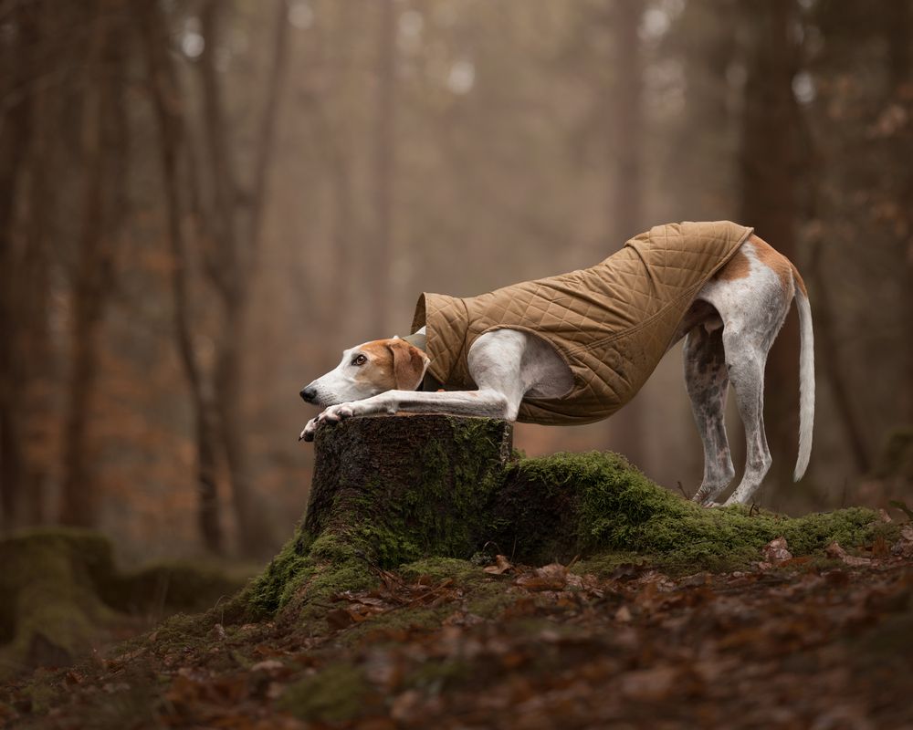 Photograph by Susan Lang