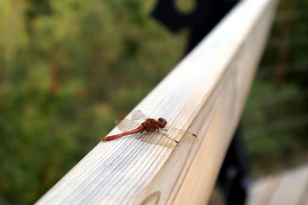 Фотография автора Konstantin Kondyukov