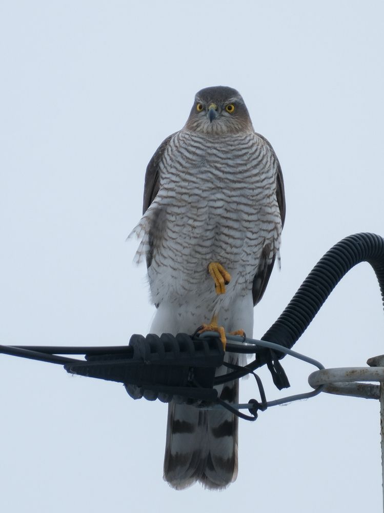 Photograph by Ирина Дегтярева