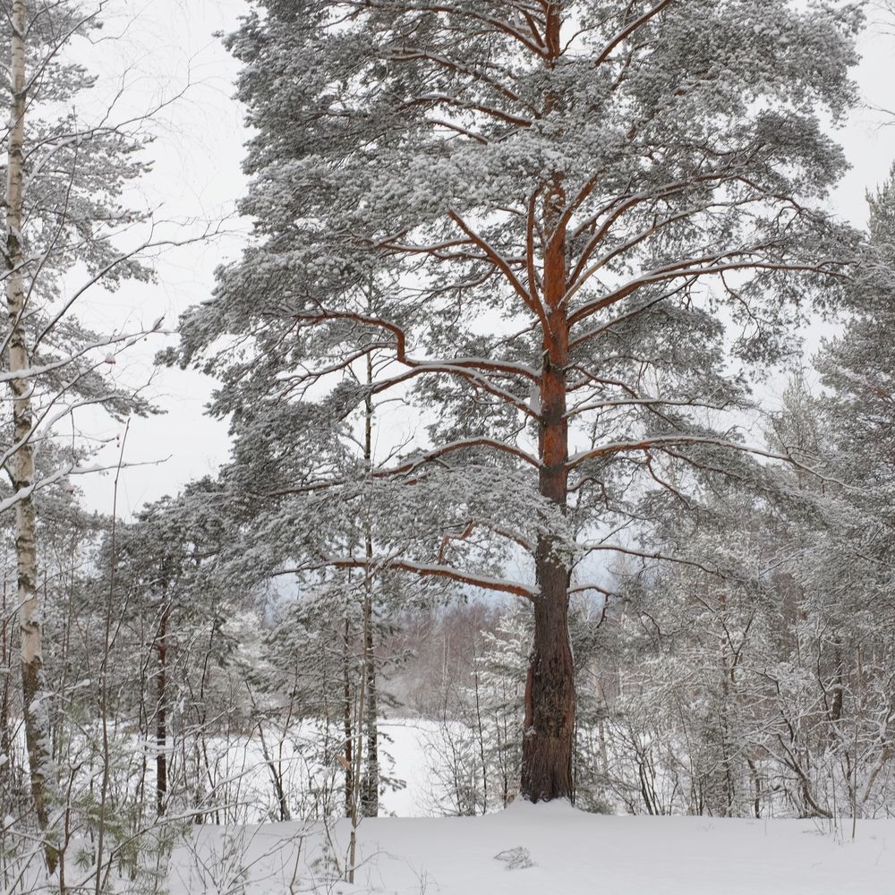 Фотография автора Ольга Шкотова