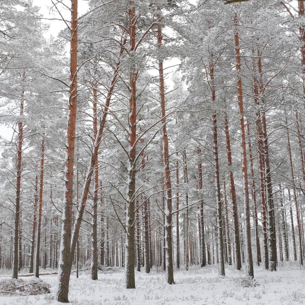 Фотография автора Ольга Шкотова