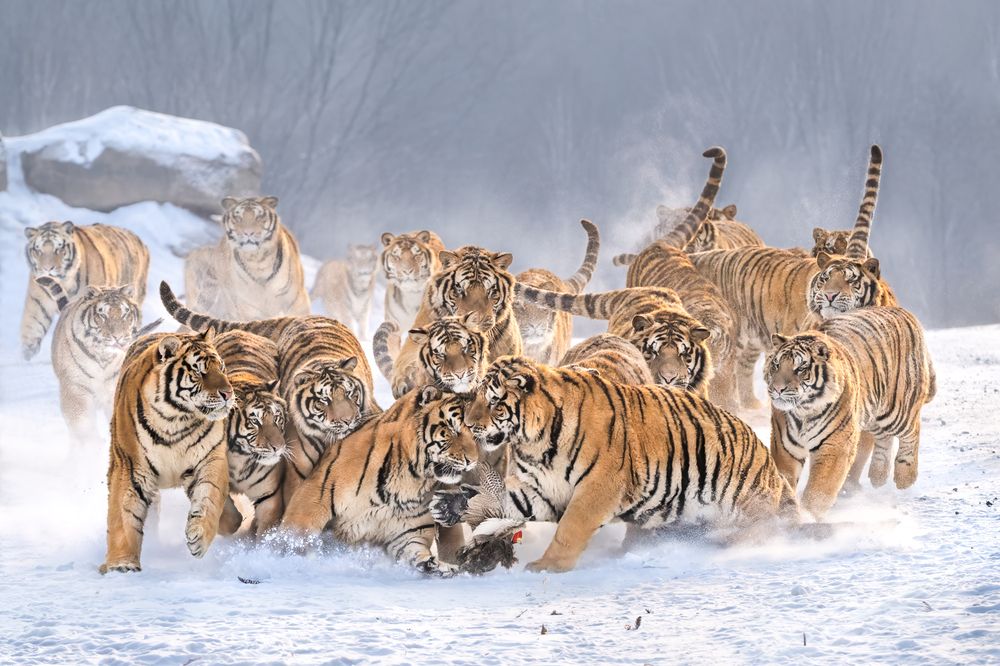 Photograph by Николай Мозгунов