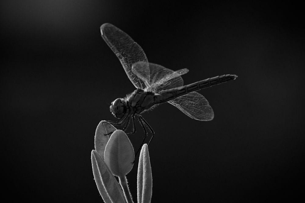 Photograph by Dionisis Velentakis