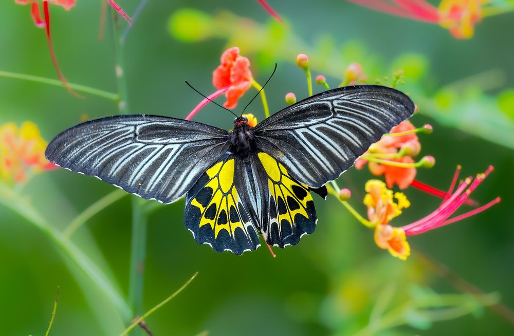 Photograph by Sajeev Krishnan