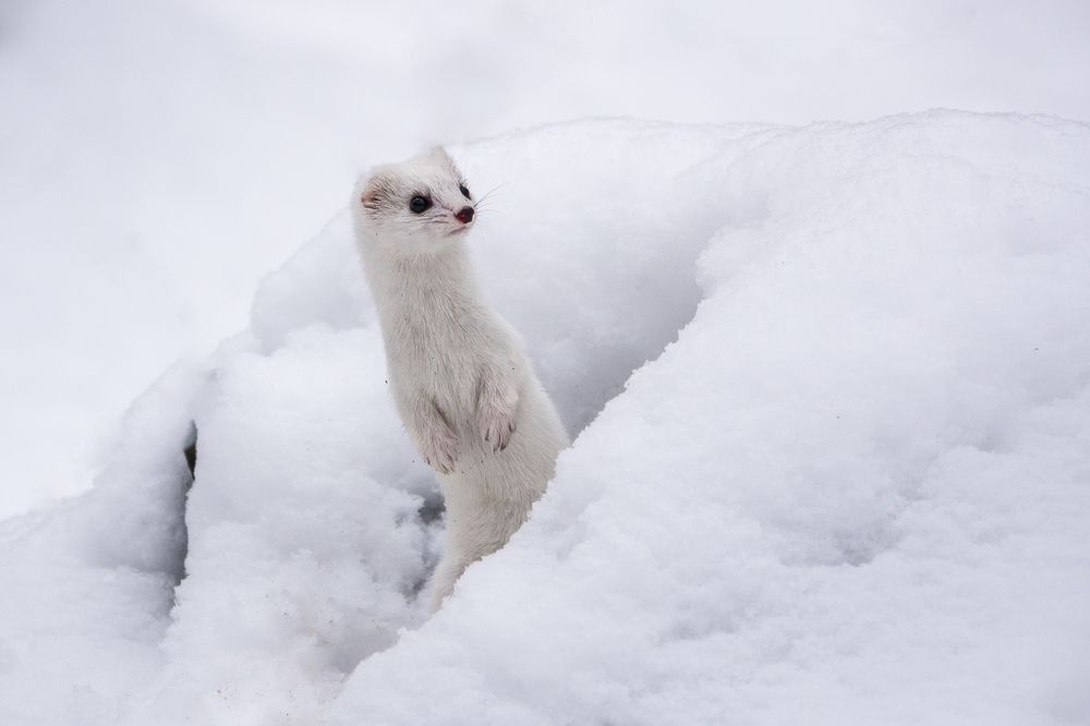 Photograph by Владимир Зайцев