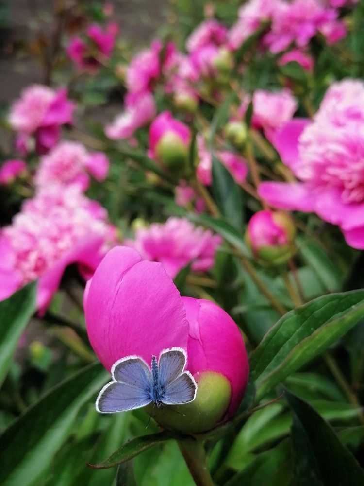 Photograph by Анжелика