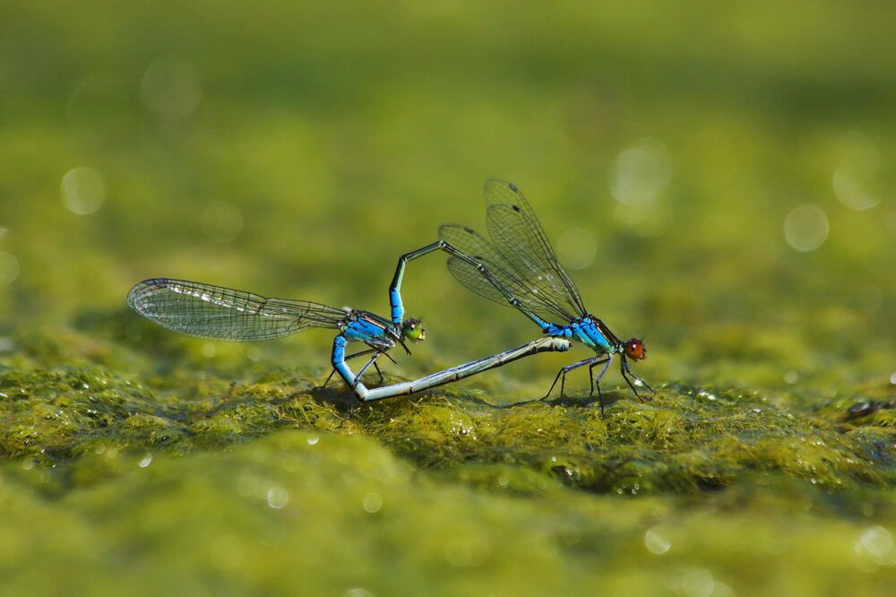 Photograph by Елена