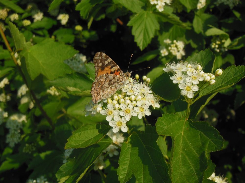 Фотография автора Клавдия Васильева
