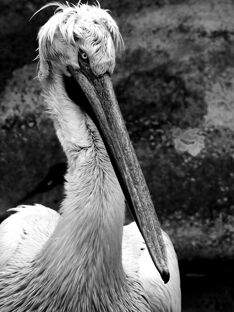 Photograph by Abdolreza Aleagha