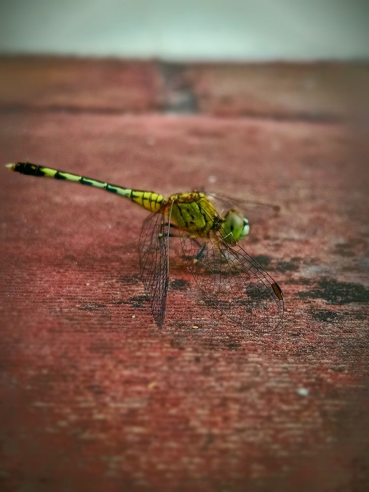 Фотография автора Captured Chronicles