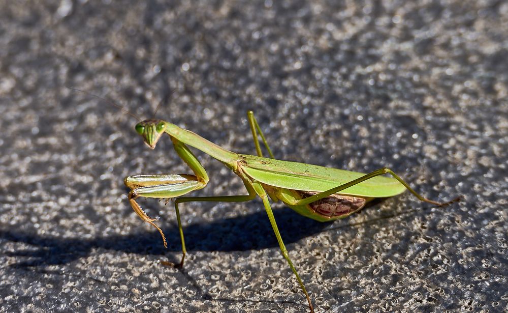 Photograph by Неман Лариса