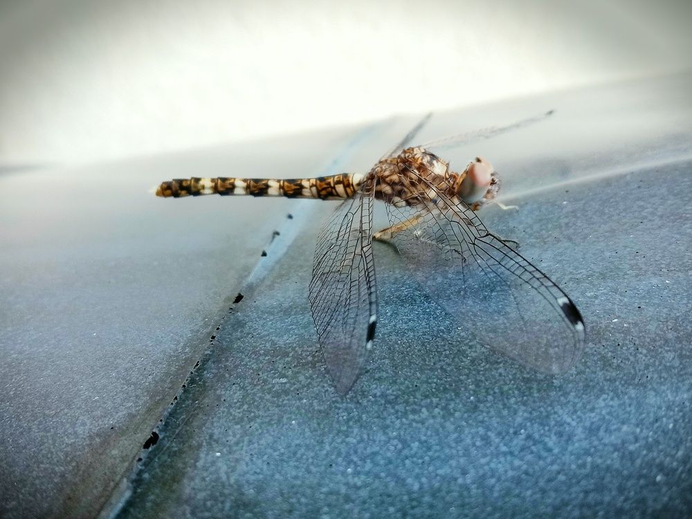 Фотография автора Captured Chronicles